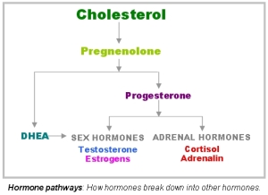 HormonePathways12